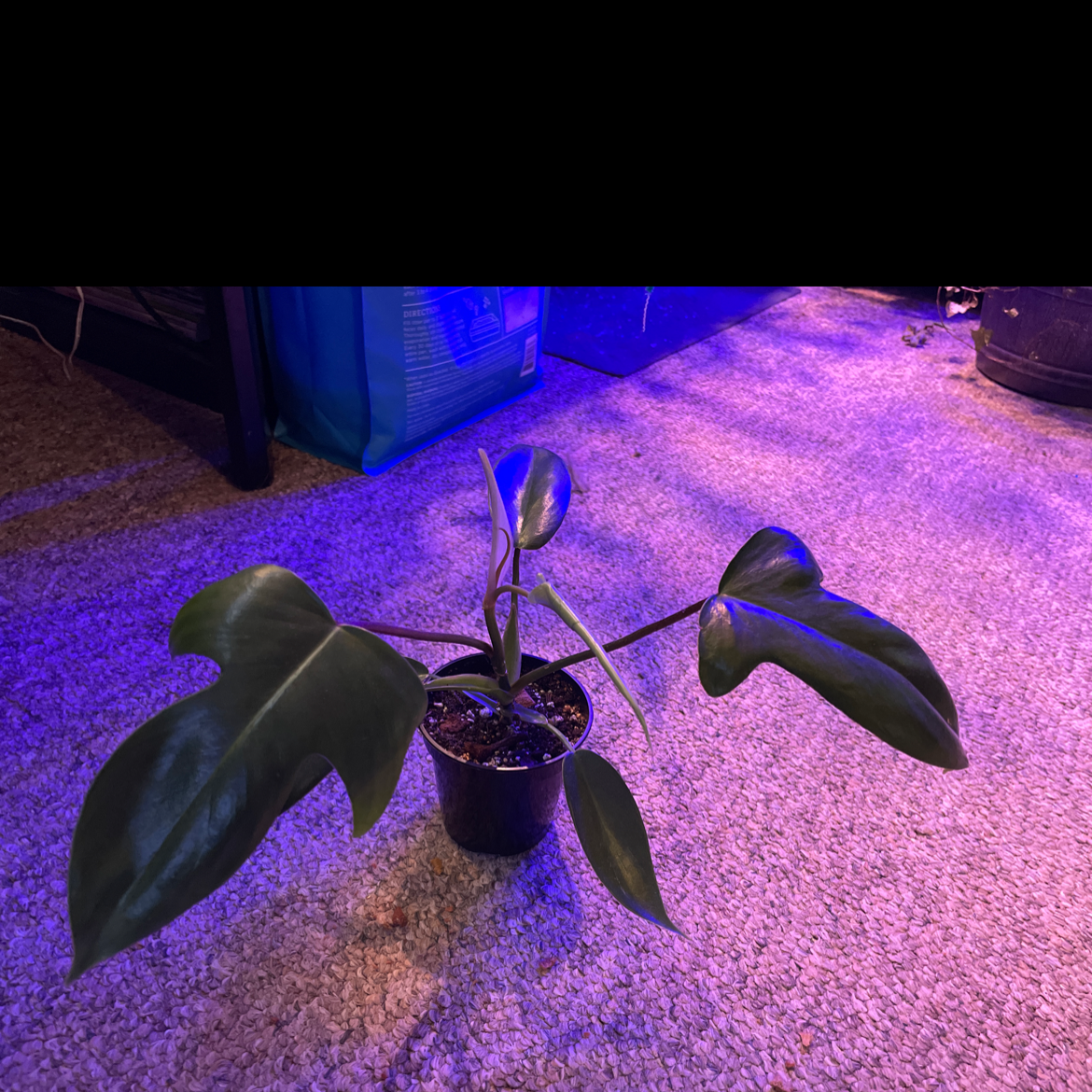 Philodendron 'Florida' plant in a small pot with healthy leaves and visible soil.