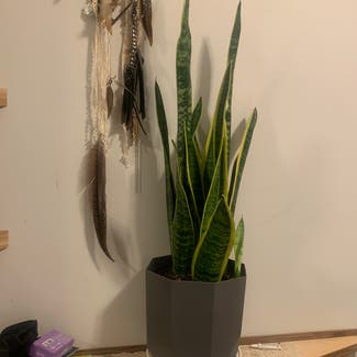 Snake Plant plant in Vancouver, British Columbia