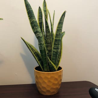 Snake Plant plant in Somewhere on Earth