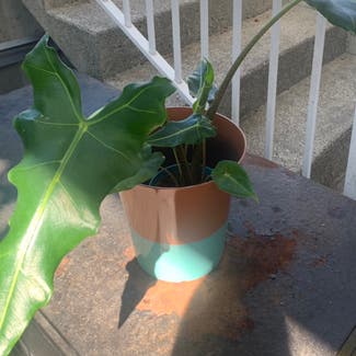 Alocasia 'Sarian' plant in Somewhere on Earth