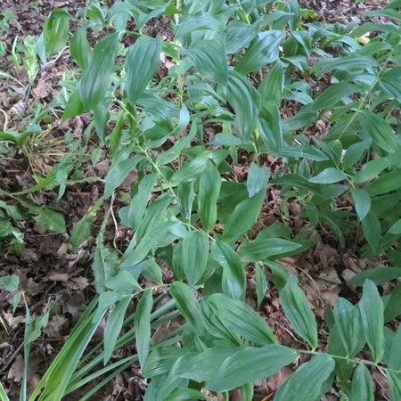 Photo of the plant species Maianthemum Racemosum by Luckynikkofir named Hamilton on Greg, the plant care app