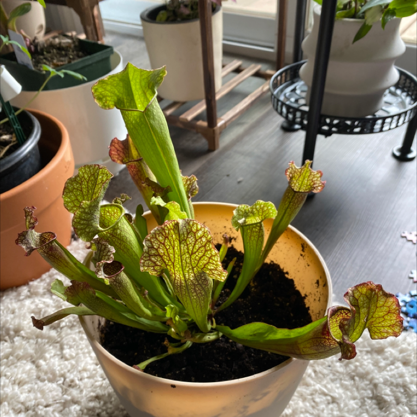 White Topped Pitcher Plant in a pot with vibrant green leaves and white-topped pitchers.