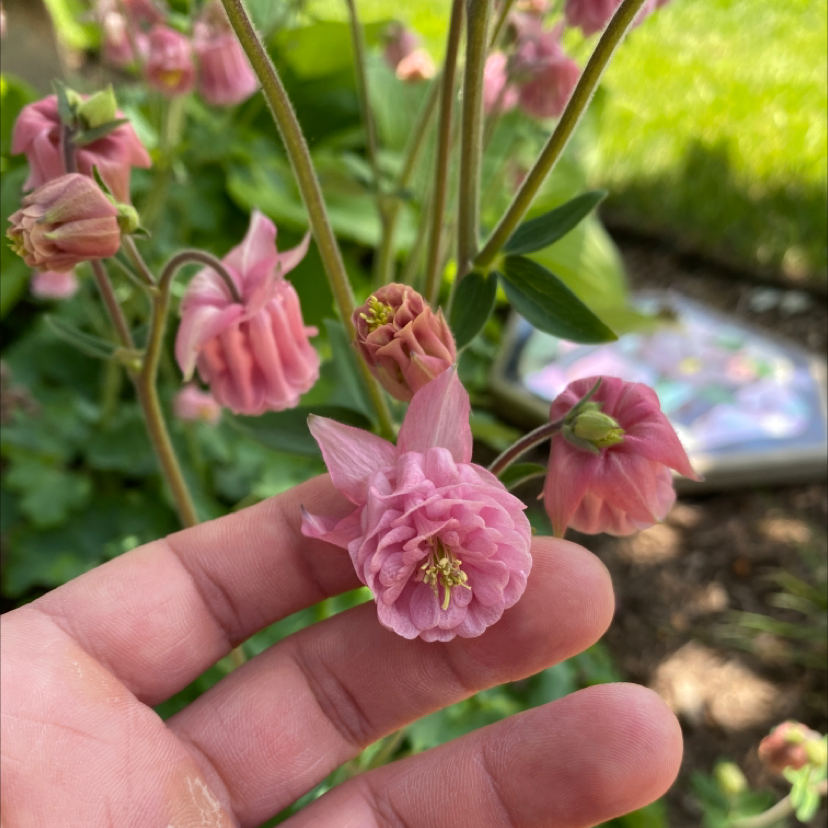 Common Columbine plant with pink flowers, held by a hand.