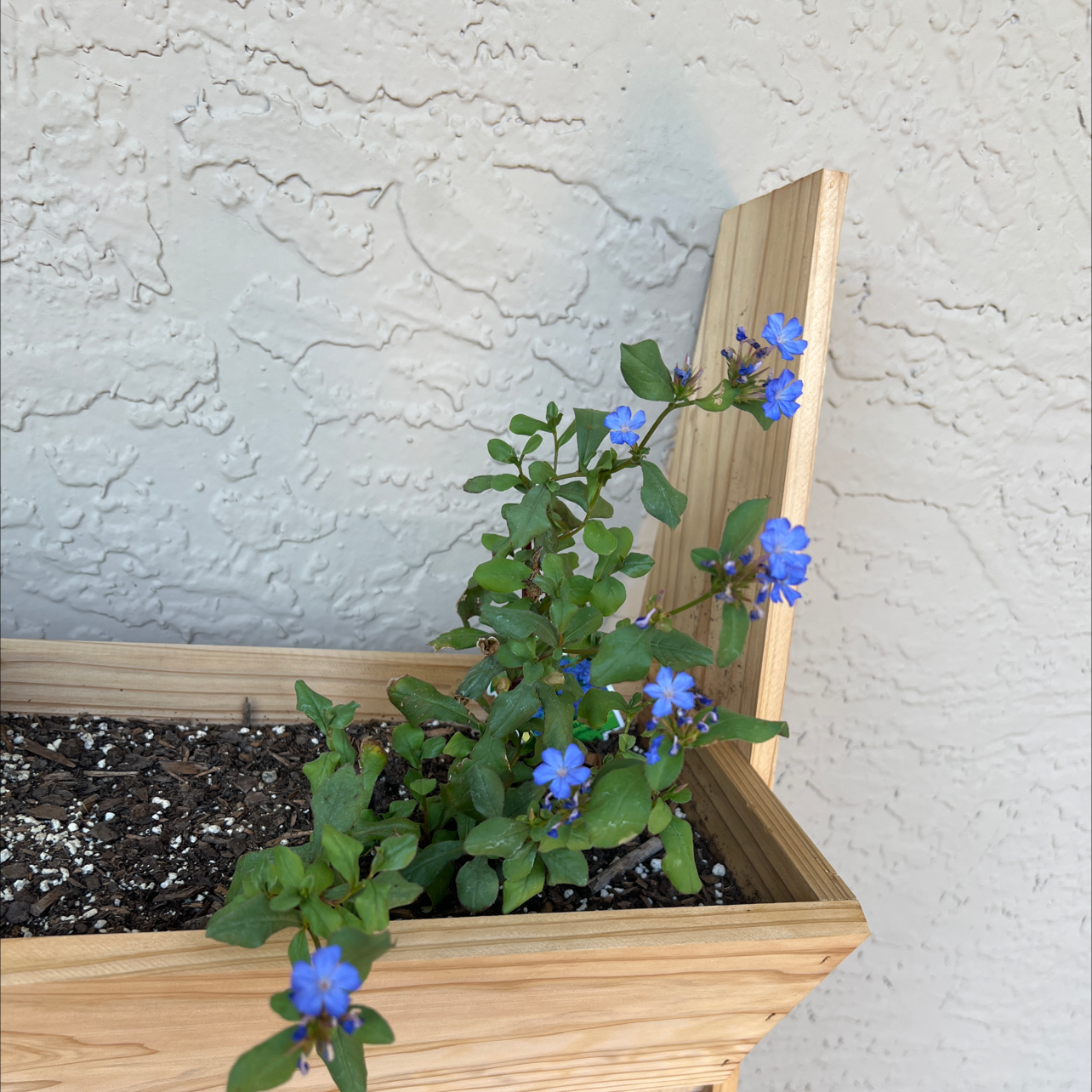 Blue Plumbago plant in a wooden planter with blue flowers and visible soil.