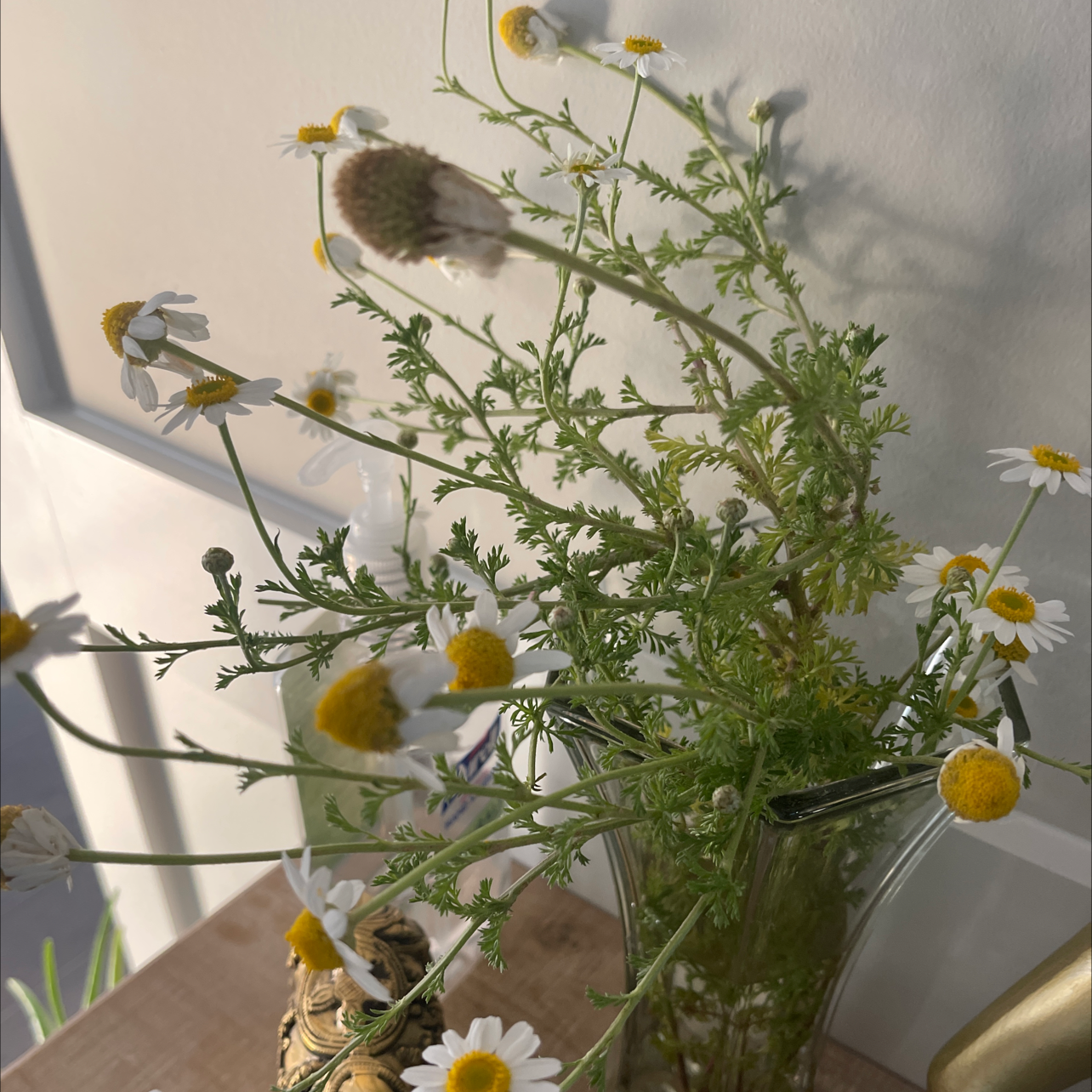 Photo of the plant species Whitebuttons by @StockyVelvetash named Nihira on Greg, the plant care app