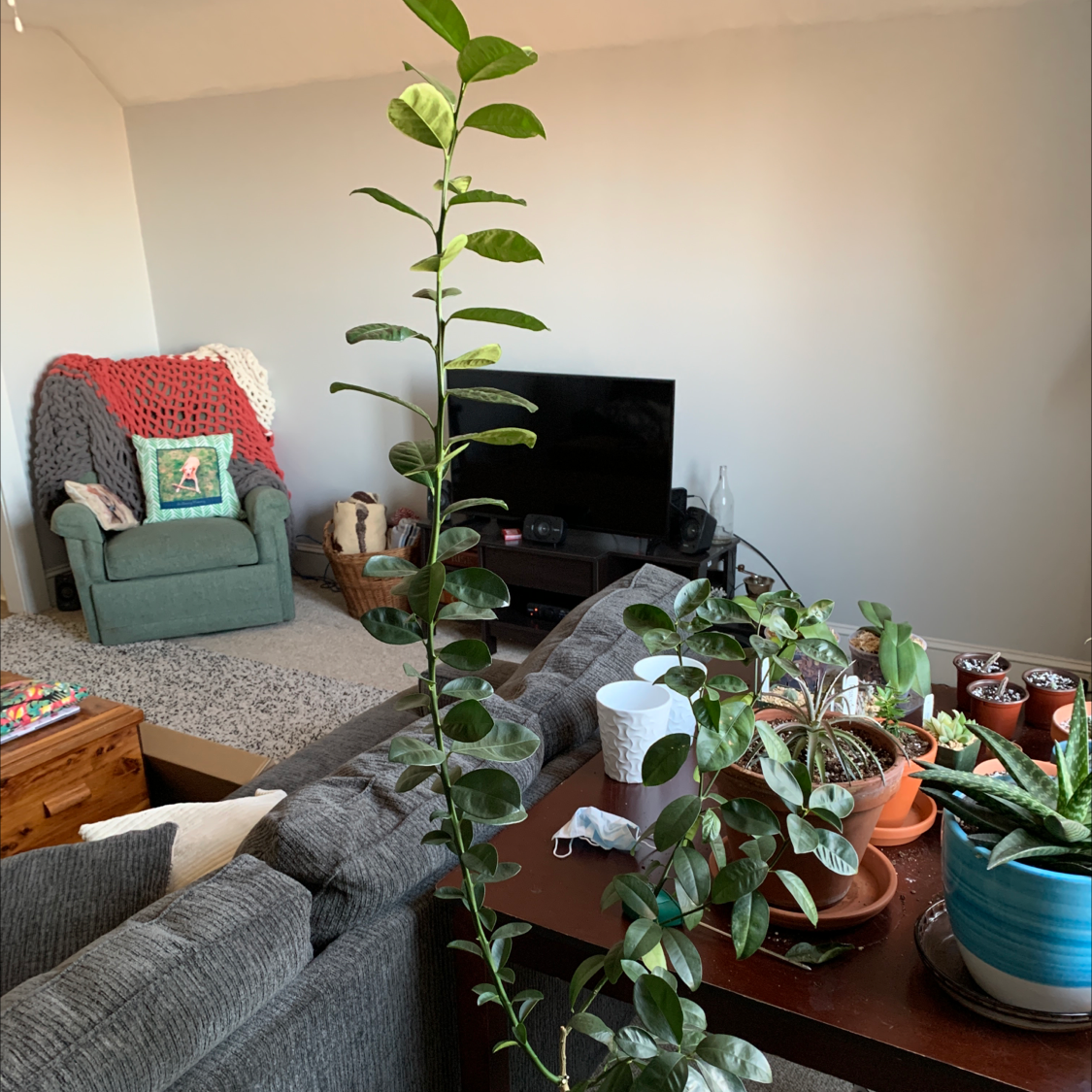 Tall, slender Oval kumquat plant in a living room with green leaves and no visible signs of disease.
