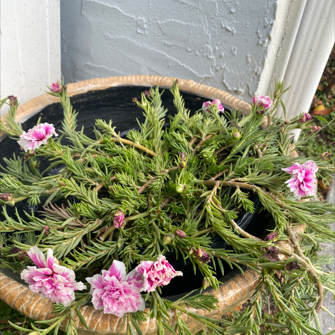 Healthy moss rose purselane plant with vibrant pink flowers in bloom and deep green foliage, growing in a decorative pot.