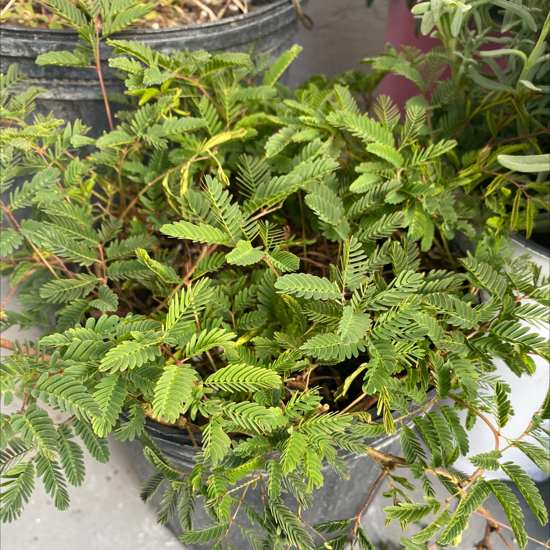 Photo of the plant species Sunshine Mimosa by Cynthia named PowderPuff on Greg, the plant care app