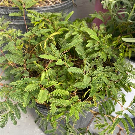 Photo of the plant species Mimosa Strigillosa by Cynthia named PowderPuff on Greg, the plant care app