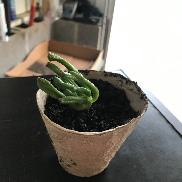 A small potted Dancing Bones plant with green segmented stems in dark, moist soil.