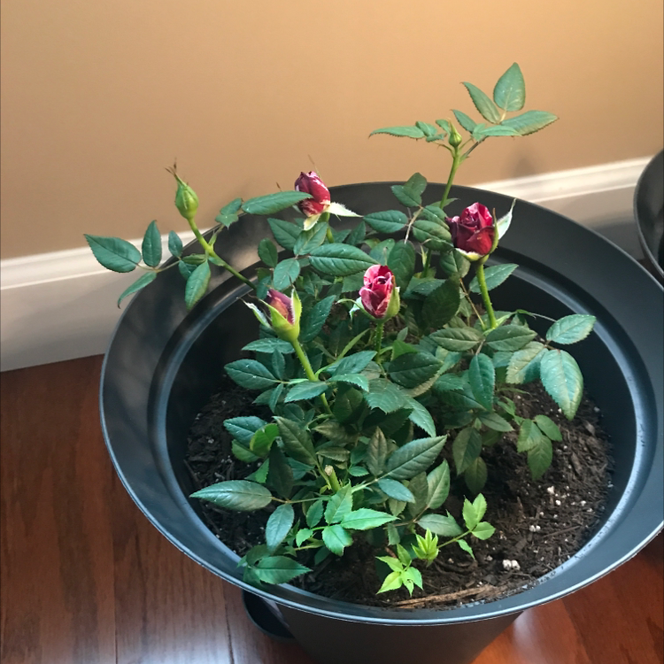 Potted Alpine Rose plant with red flowers and green leaves, soil visible.