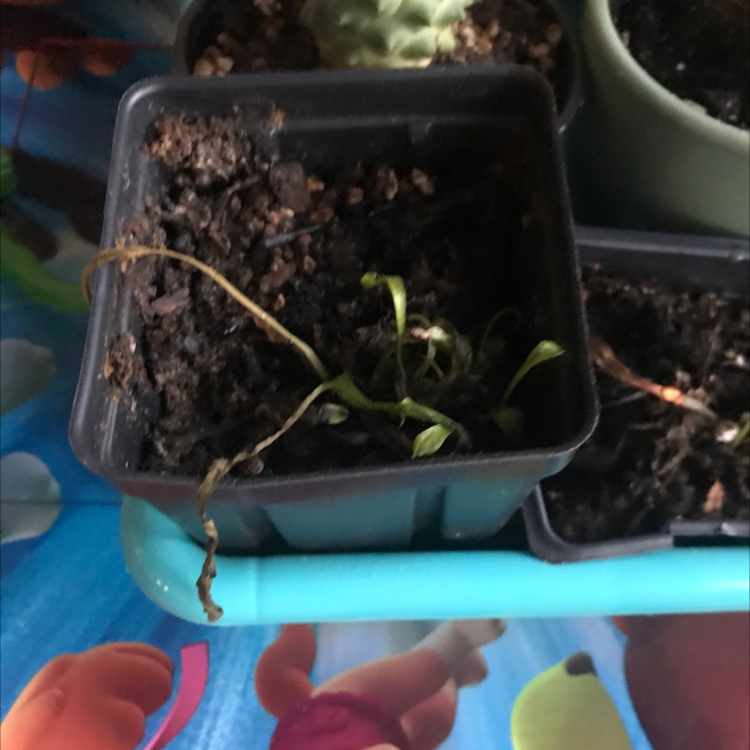 Photo of the plant species Dente Fly Trap by Cas named Maim on Greg, the plant care app