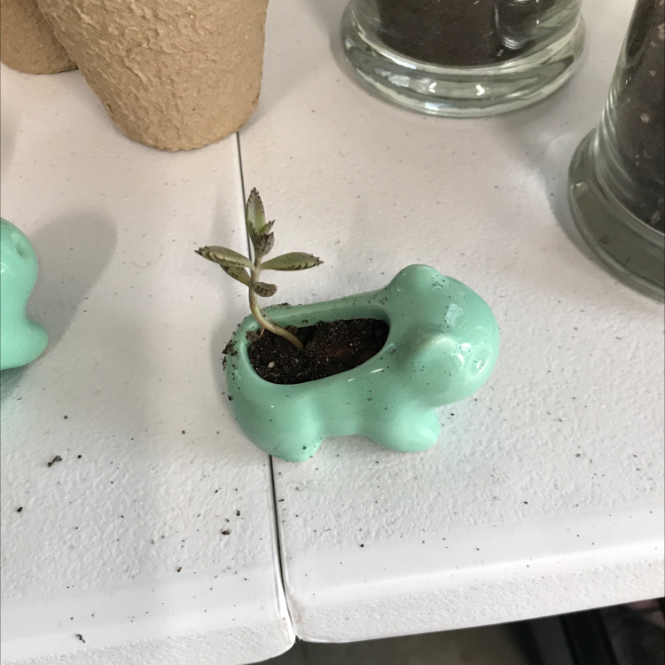 Healthy green Mother of Millions succulent plant in a teal ceramic pot, with a small plantlet growing from one leaf tip.