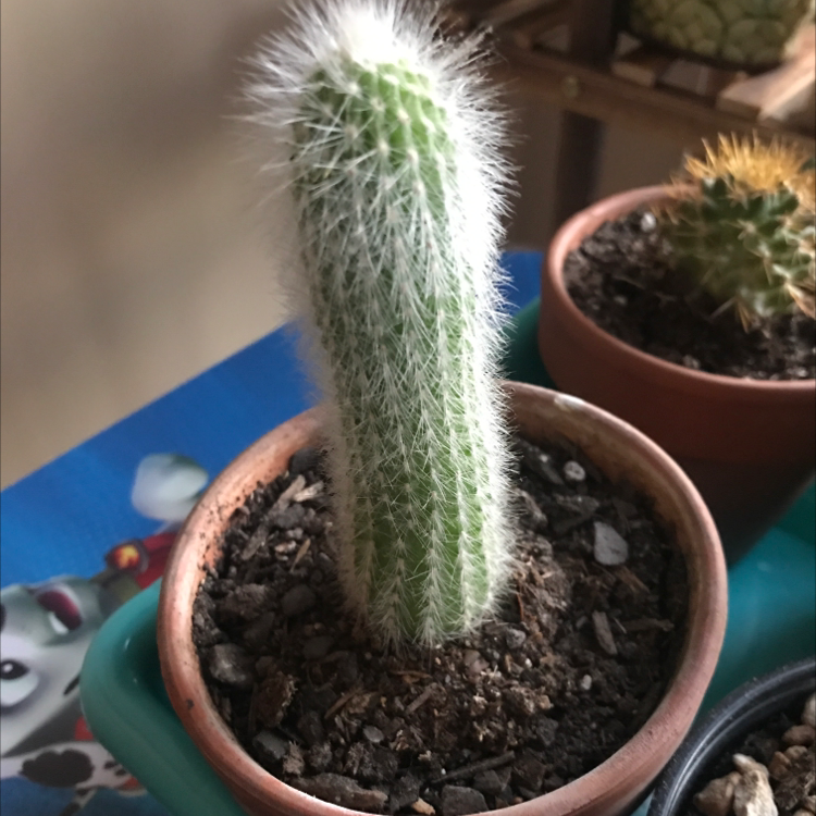Silver Torch Cactus in a small pot with visible soil, appears healthy.