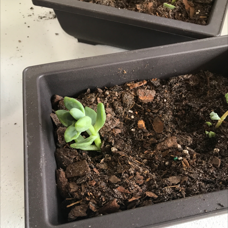Small succulent plant in a rectangular pot with visible soil.