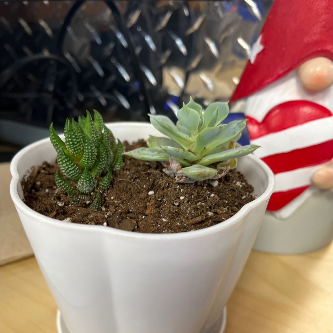 Succulents