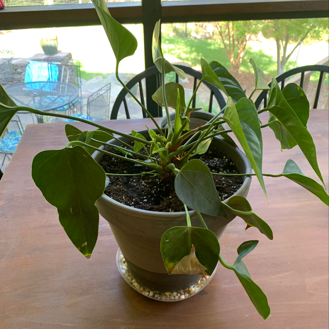 Healthy Anthurium crystallinum plant in clear pot with dark soil and large green veined leaves, on wooden surface by window.