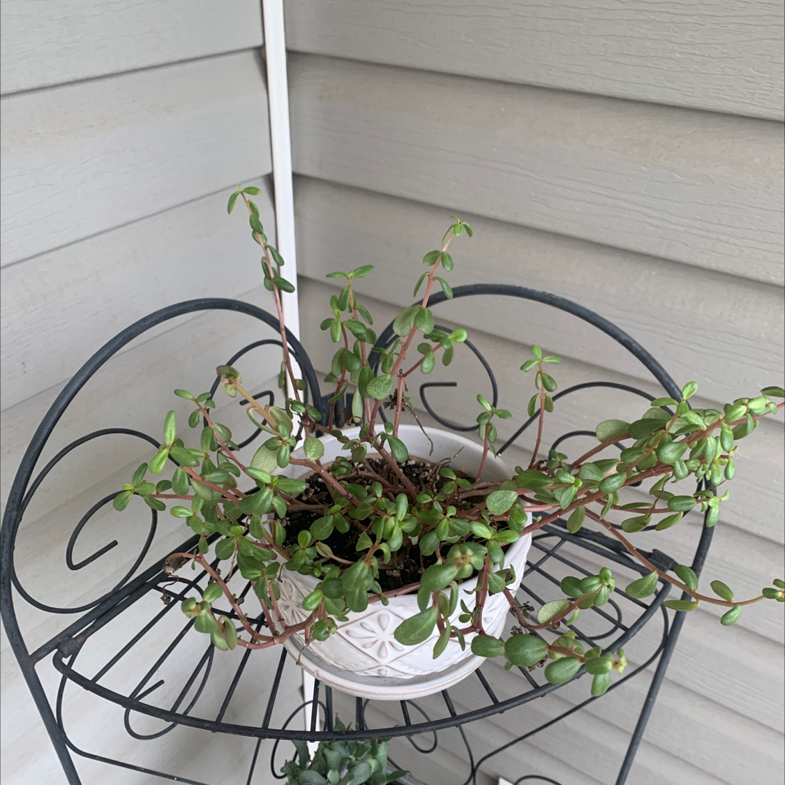 Potted Wingpod Purslane on a decorative metal stand, healthy green leaves.