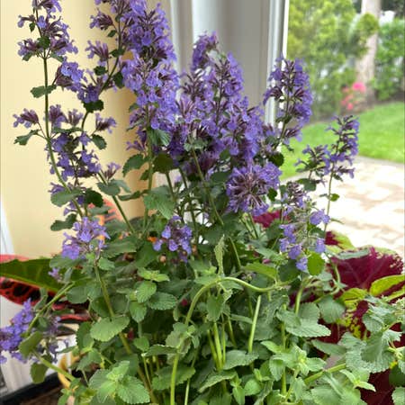Photo of the plant species Dwarf catnip by Anjana named Madonna on Greg, the plant care app