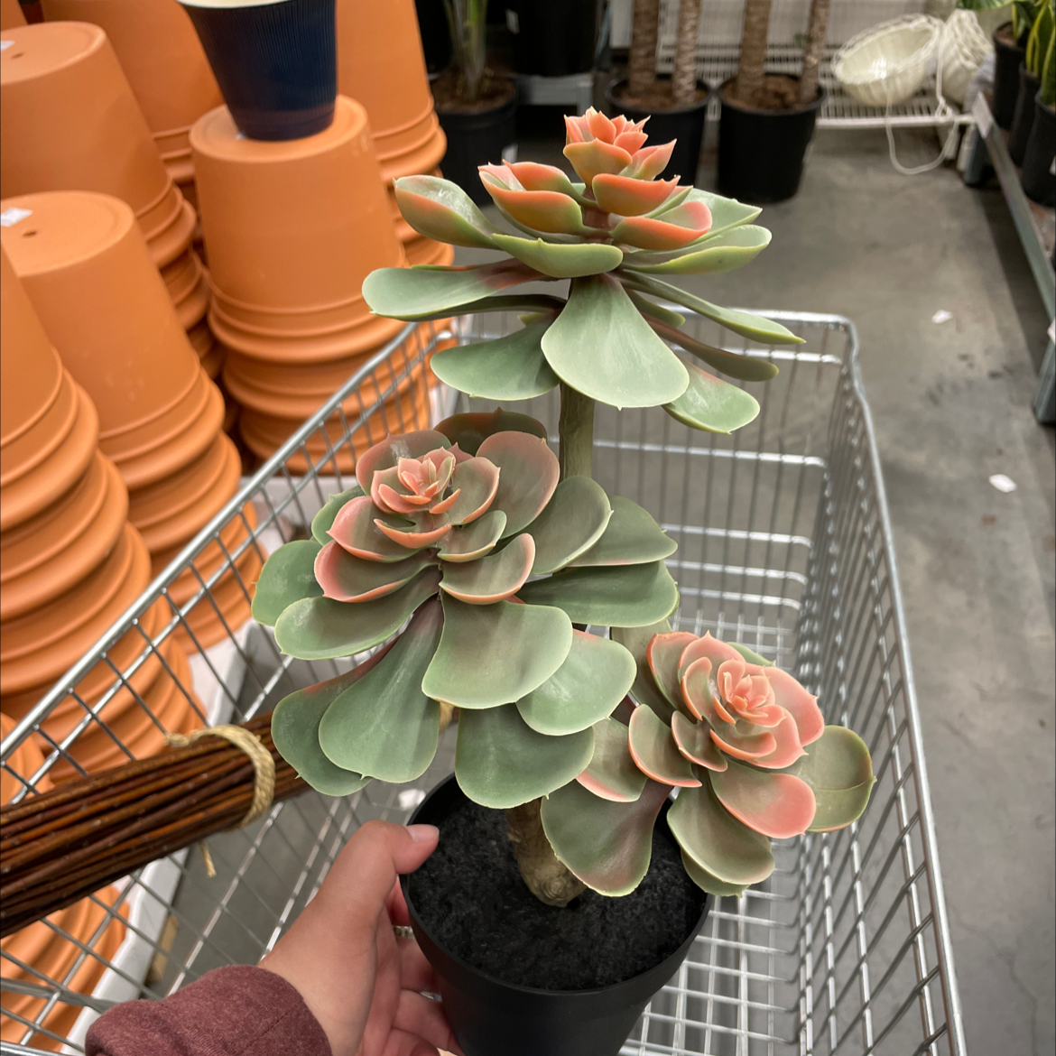 Echeveria Gibbiflora plant with multiple rosettes in a small pot, held by a hand.