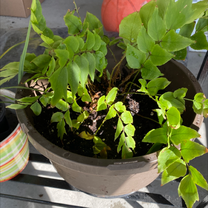 Potted House Holly-Fern with green leaves, some yellowing visible.