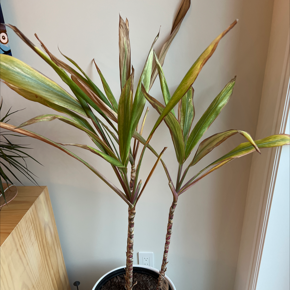 Cordyline fruticosa 'Pink Diamond' plant with visible yellowing and browning leaves in a pot.