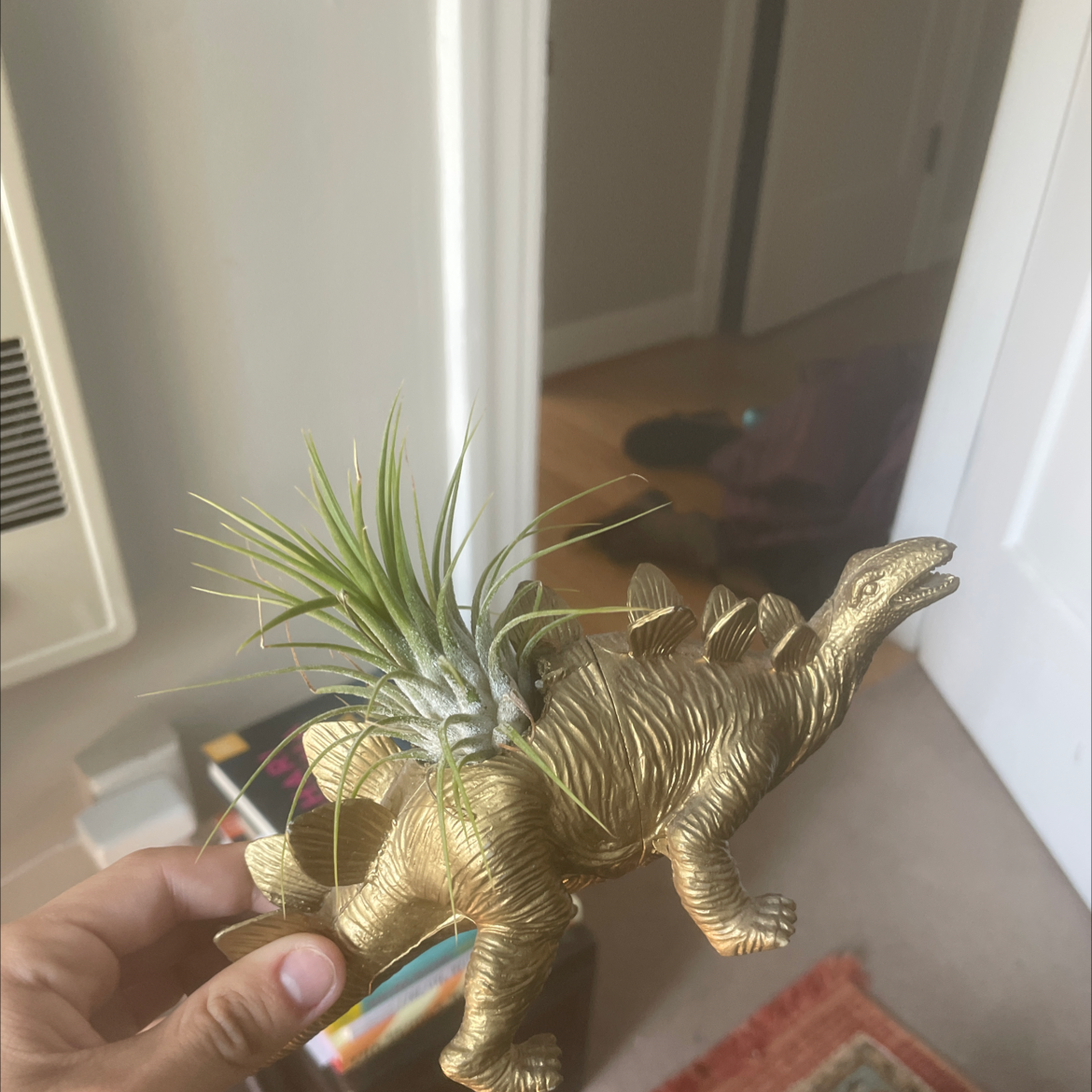 A hand holding a healthy silver-green air plant with curly leaves and a slight pink blush, characteristic of a Blushing Bride air plant.