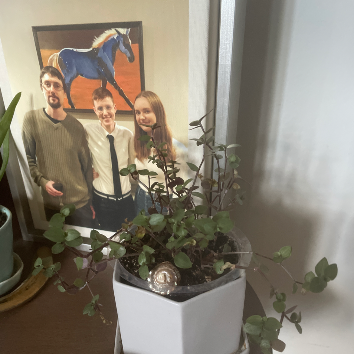 Creeping inch plant with variegated leaves in ceramic pot, family photo in background.