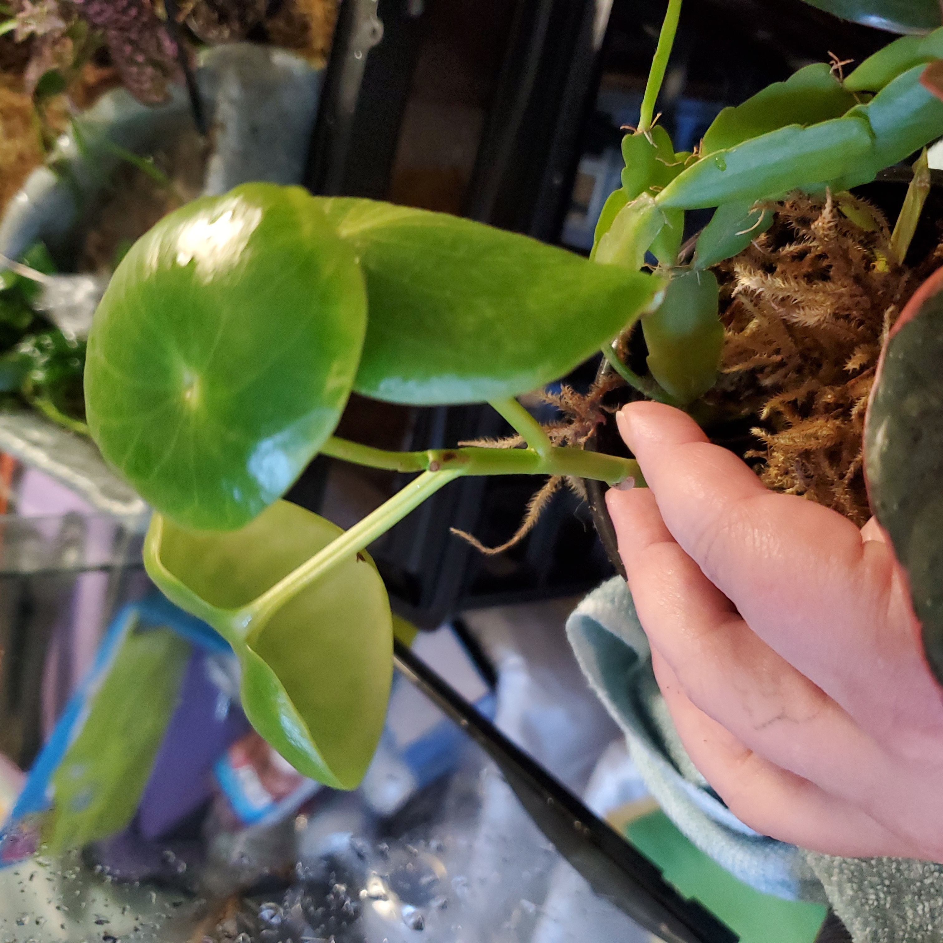 Peperomia Thailand plant with healthy green leaves, held by a hand.