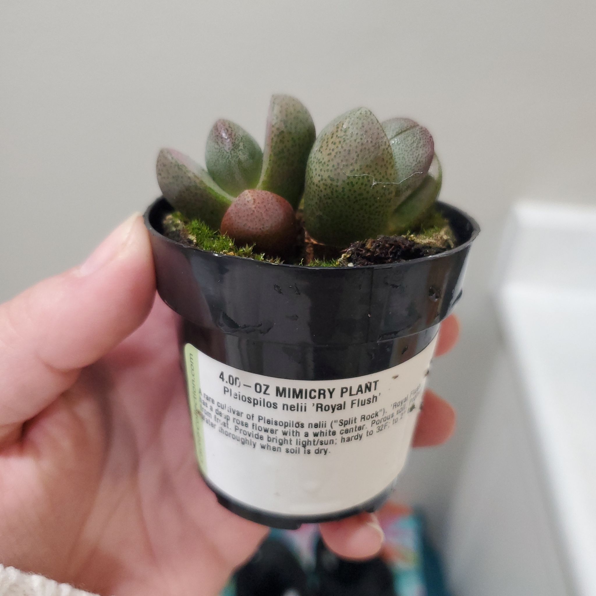 Royal Flush Split Rock (Pleiospilos nelii) plant in a small pot held by a hand.