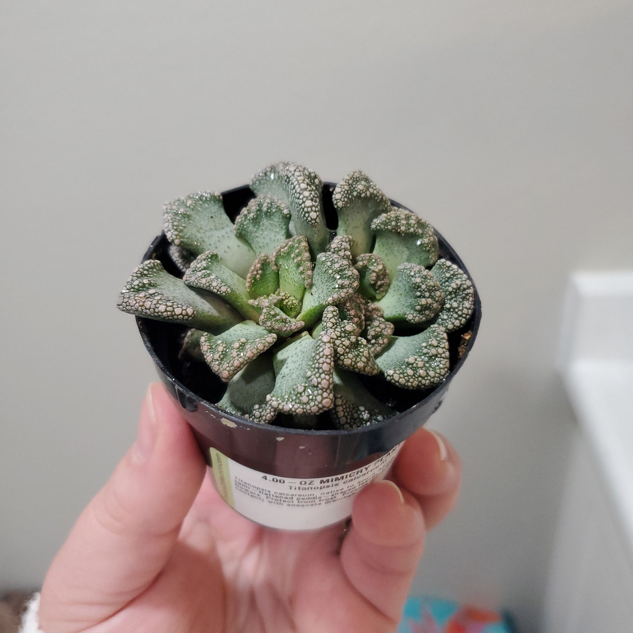 Concrete Leaf Living Stone succulent in a black pot, held by a hand.