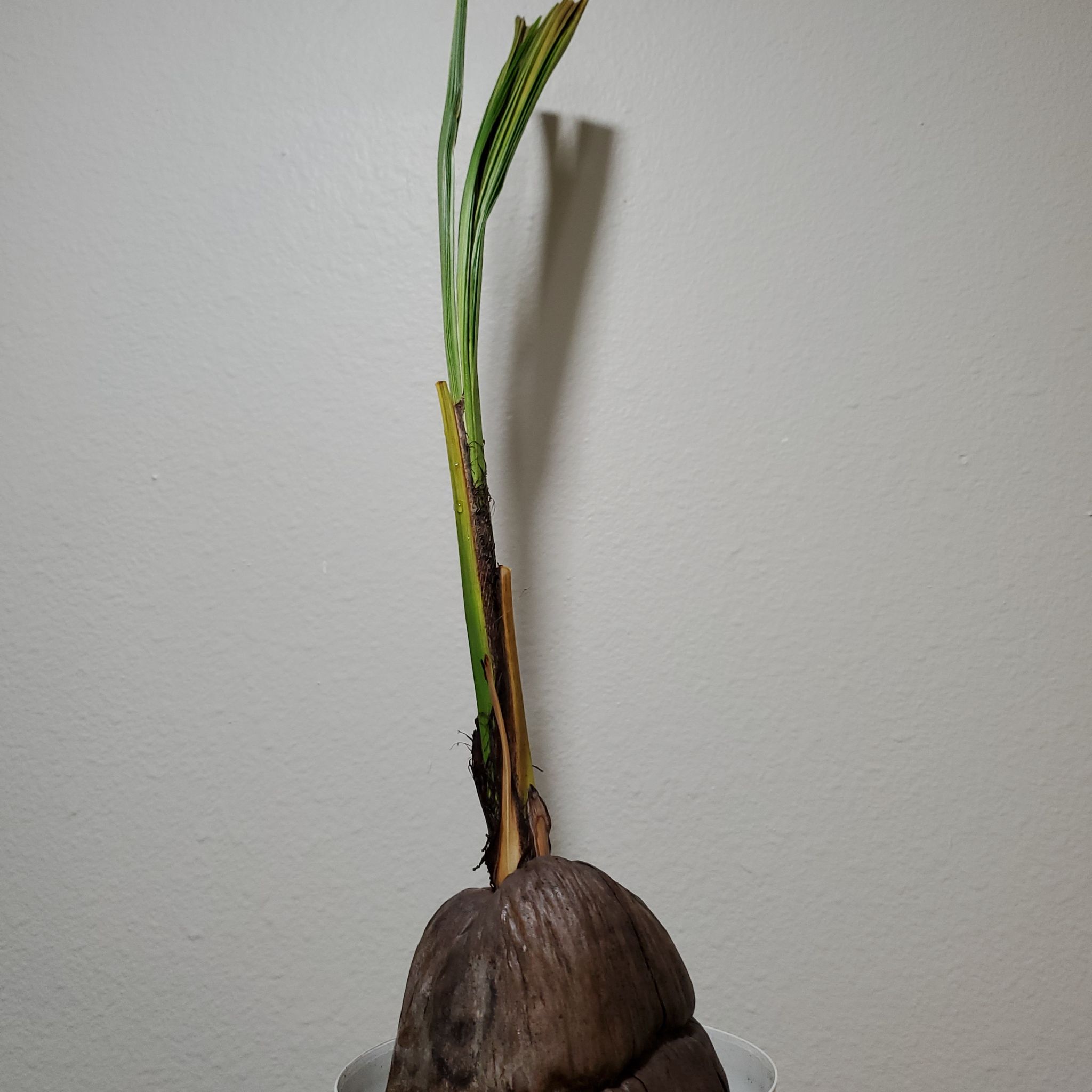 Young coconut plant sprouting from a coconut shell in a pot against a plain wall.
