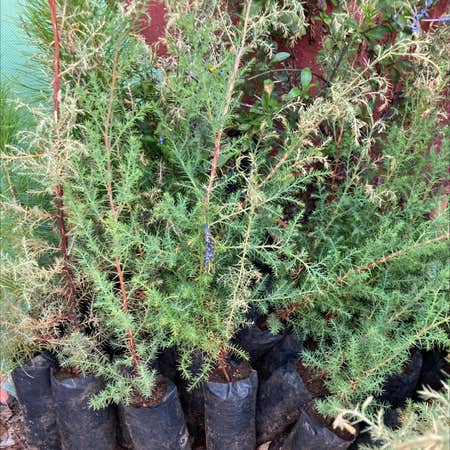 Photo of the plant species Cupressus lusitanica by @MomentousPurei named Ciprés on Greg, the plant care app