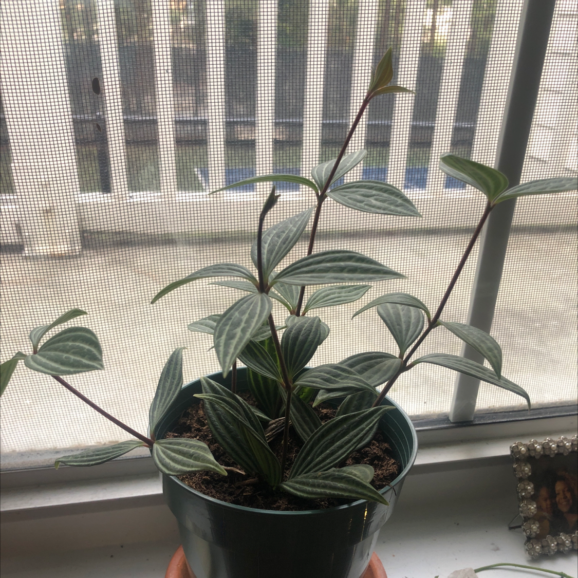 Parallel peperomia plant in a pot on a windowsill with healthy striped leaves.