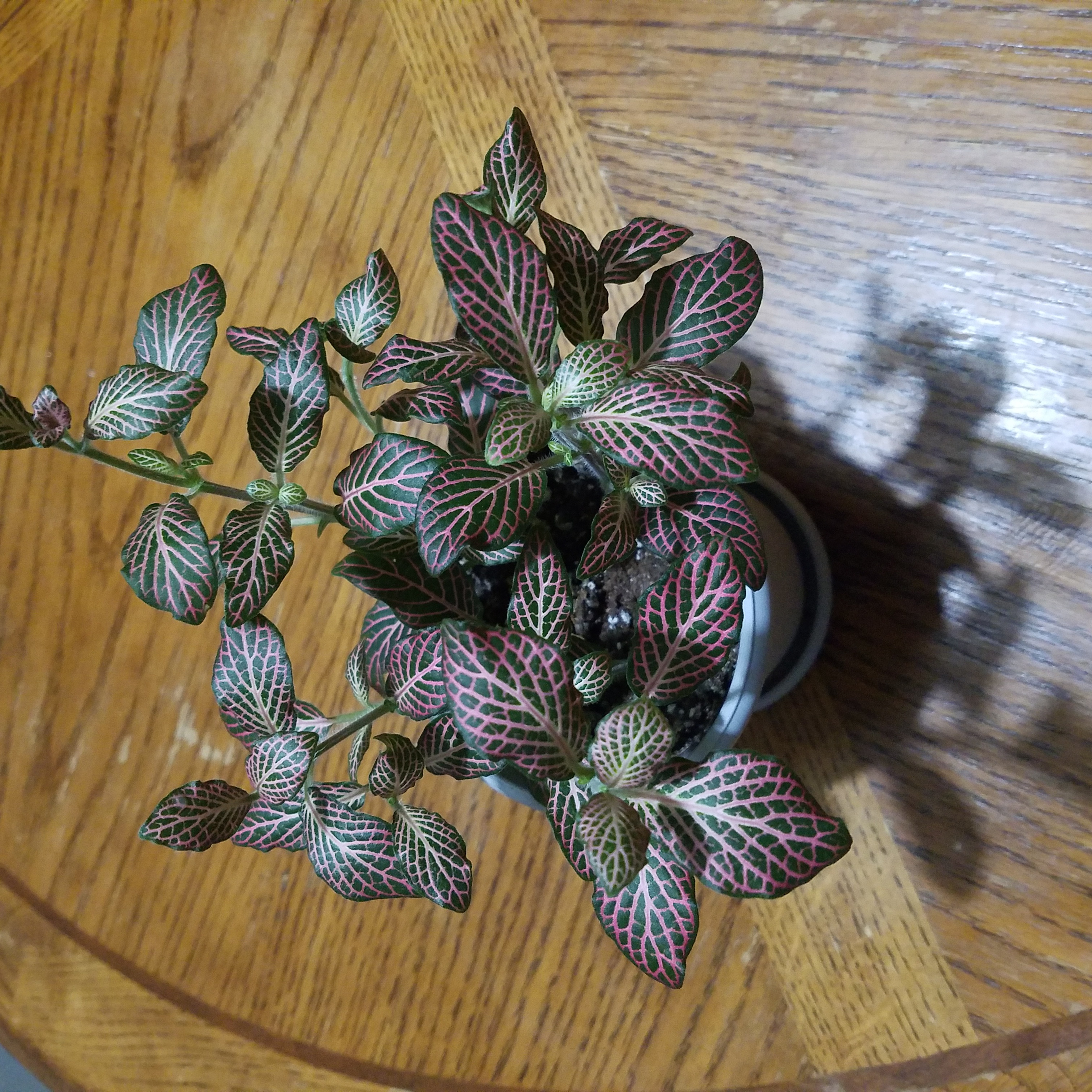 Photo of the plant species Fittonia Grey Sensation by @CuriousMayapple named Pinky on Greg, the plant care app
