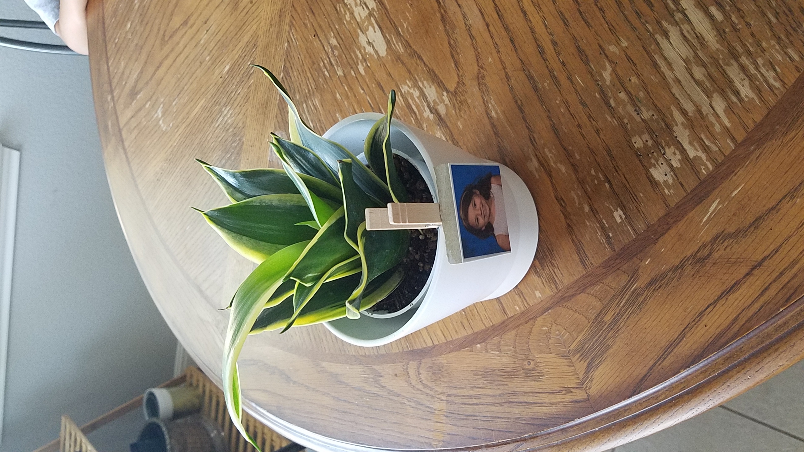 Black Star Snake Plant in a white pot on a wooden table with a small photo attached.