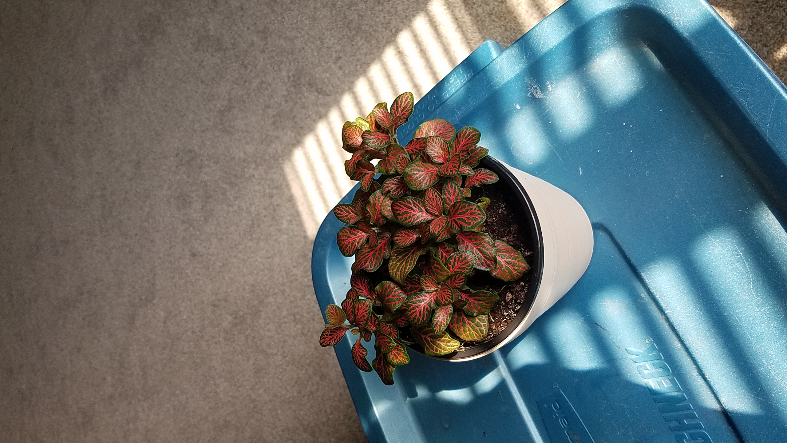 Potted Red Anne Nerve Plant with vibrant red and green leaves on a blue surface.
