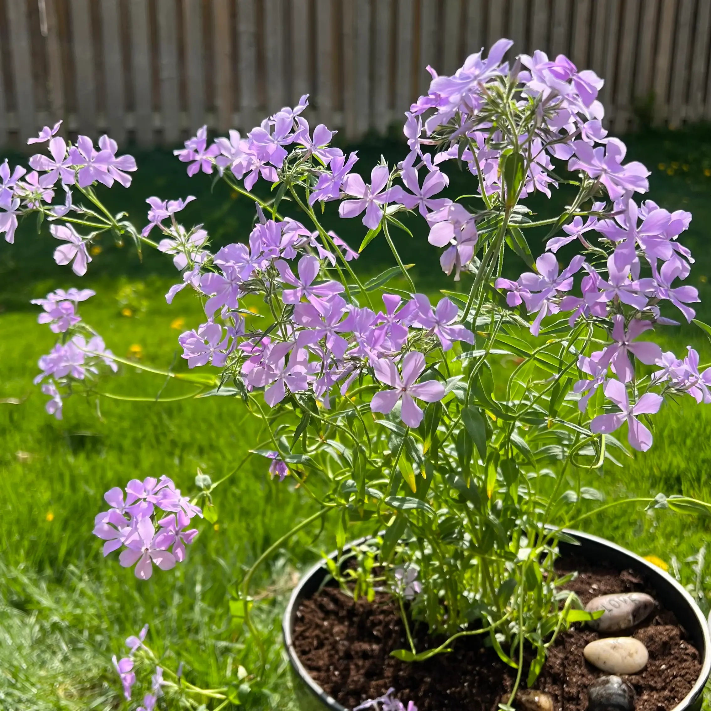 Photo of the plant species Mountain Phlox by @JollySilkyoak named Marie on Greg, the plant care app