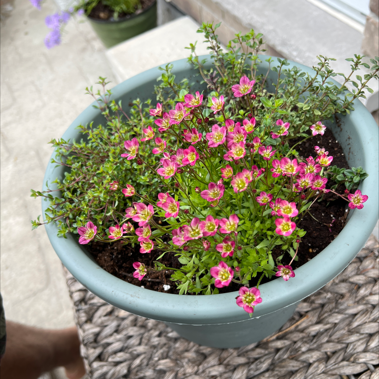 Photo of the plant species Mossy Saxifrage by @JollySilkyoak named The Triplets on Greg, the plant care app