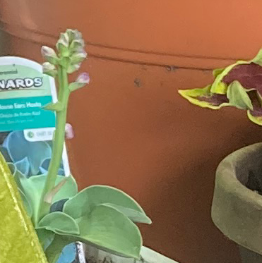 Photo of the plant species mouse ear by @YeveCamphor named Mouse on Greg, the plant care app