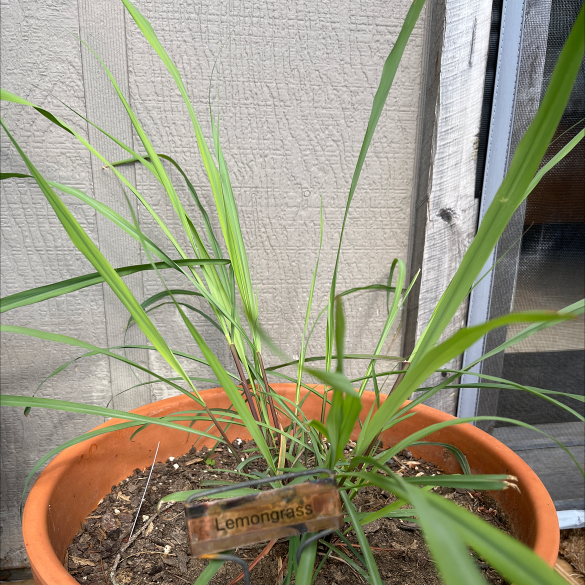 Potted Lemon Grass plant with green leaves and visible soil.