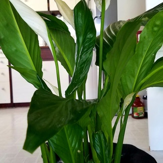 Peace Lily plant in Glendive, Montana