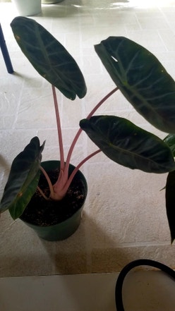 Alocasia Pink Dragon plant
