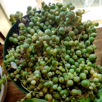 Variegated String of Pearls plant in Glendive, Montana