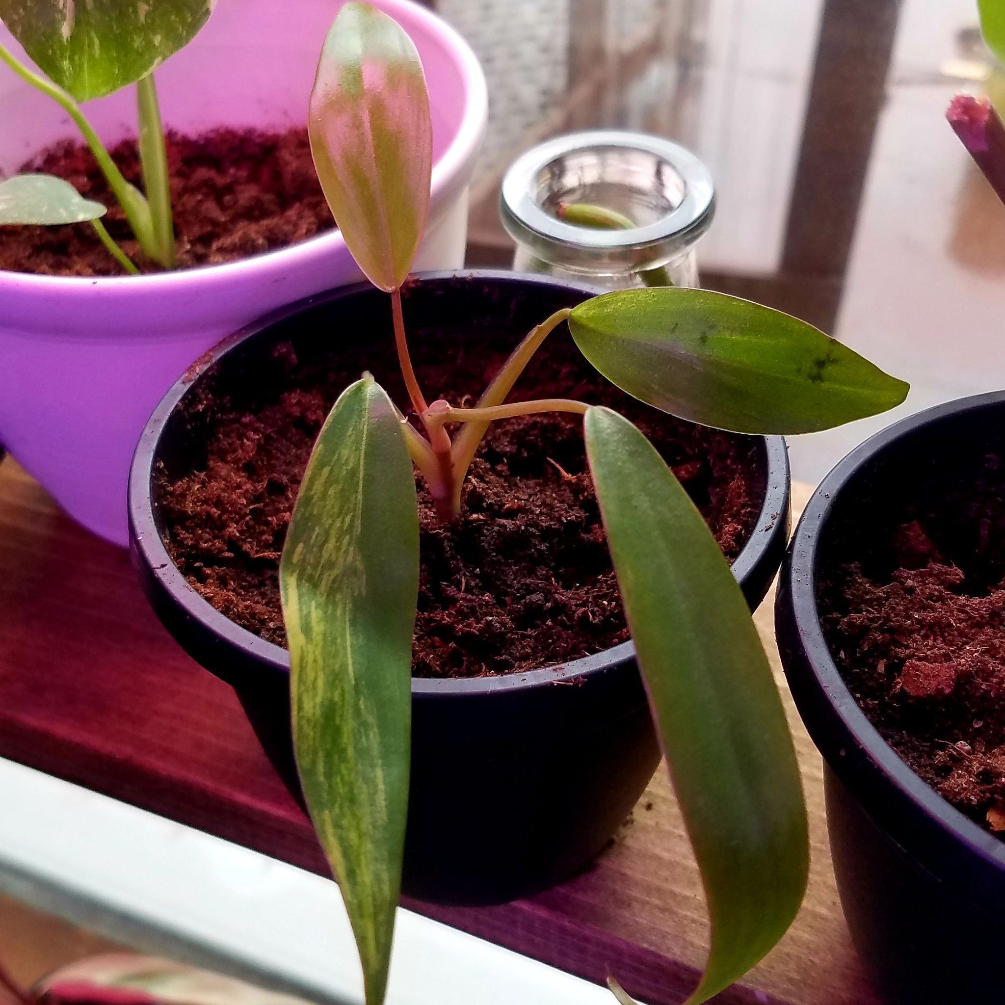 Strawberry Shake Philodendron plant in a black pot with variegated leaves.