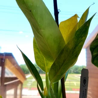 Philodendron Calkins Gold plant in Glendive, Montana