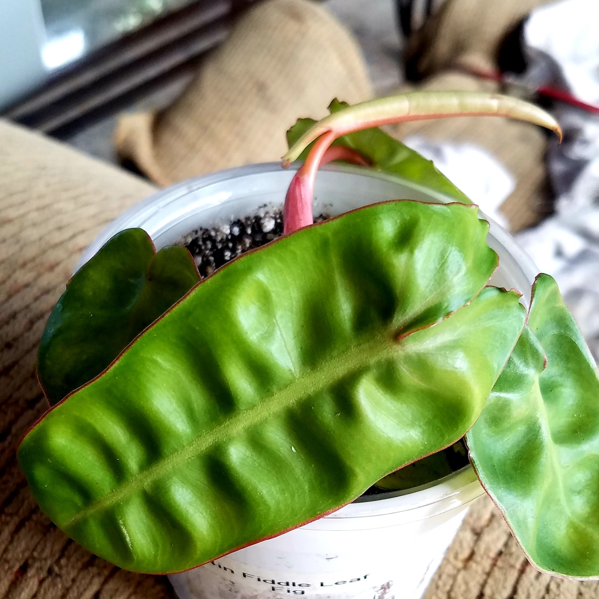 Philodendron billietiae plant in a small container with healthy green leaves.