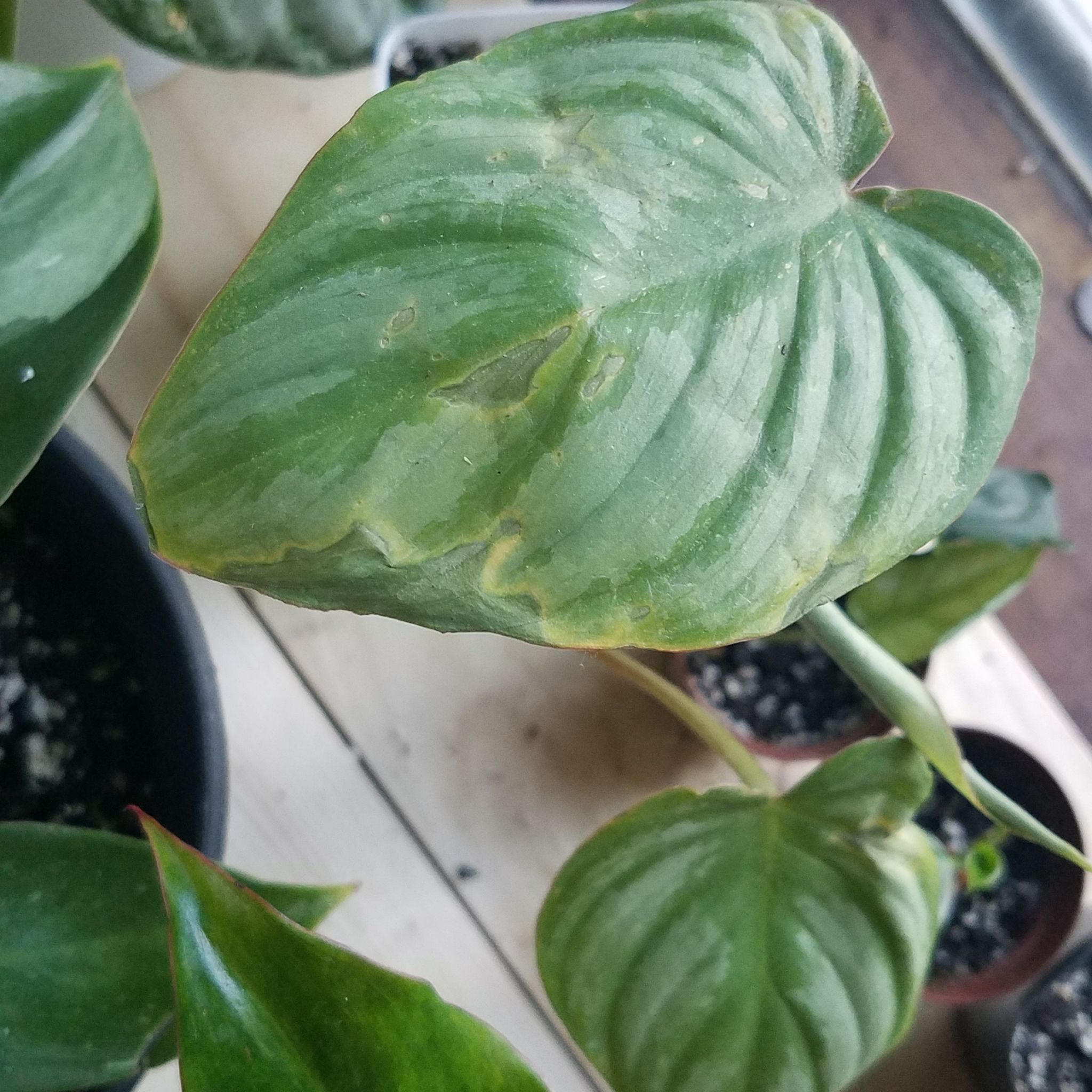Philodendron 'Silver Cloud' plant with slight yellowing and browning on some leaves.