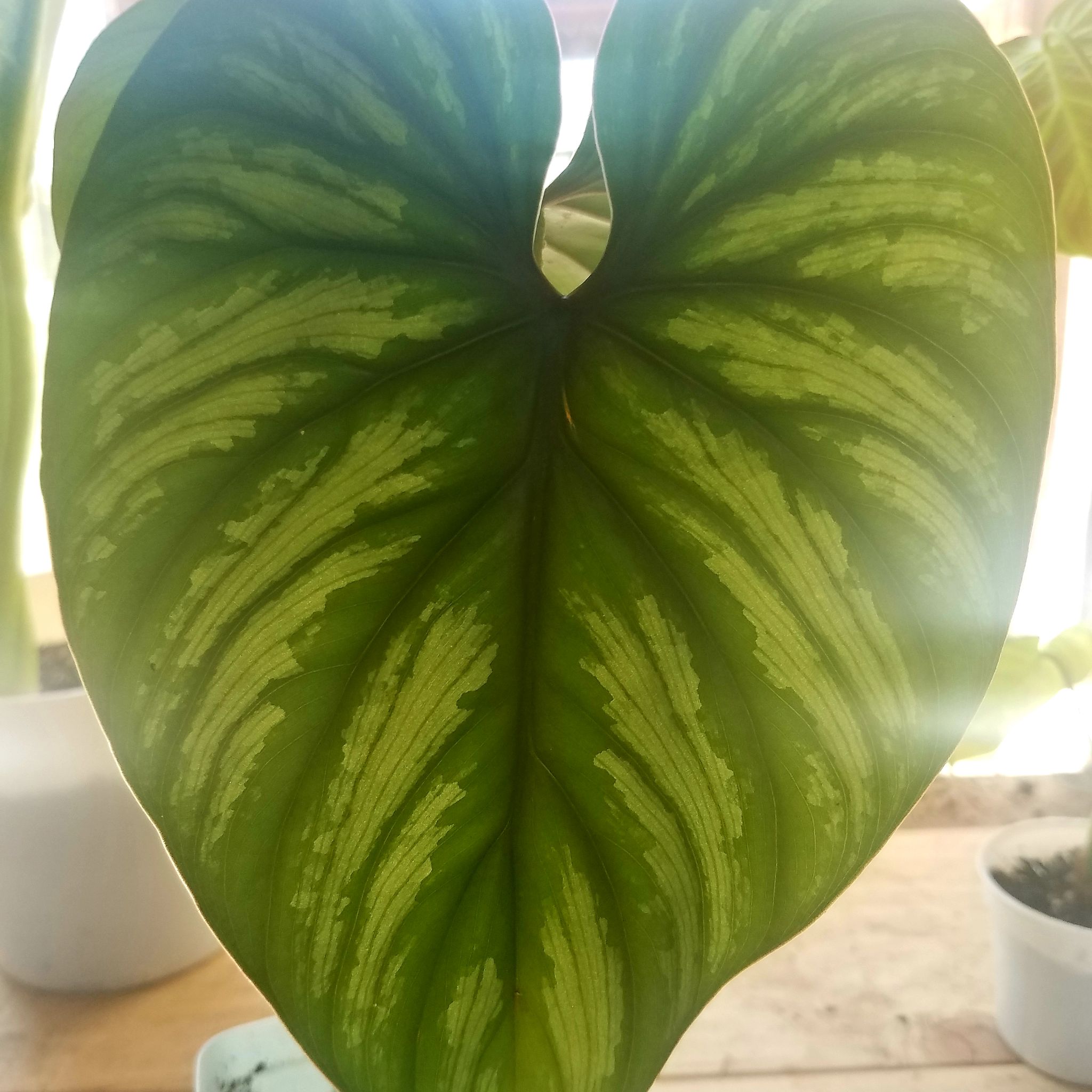 Philodendron plowmanii leaf with variegated patterns, heart-shaped and healthy.