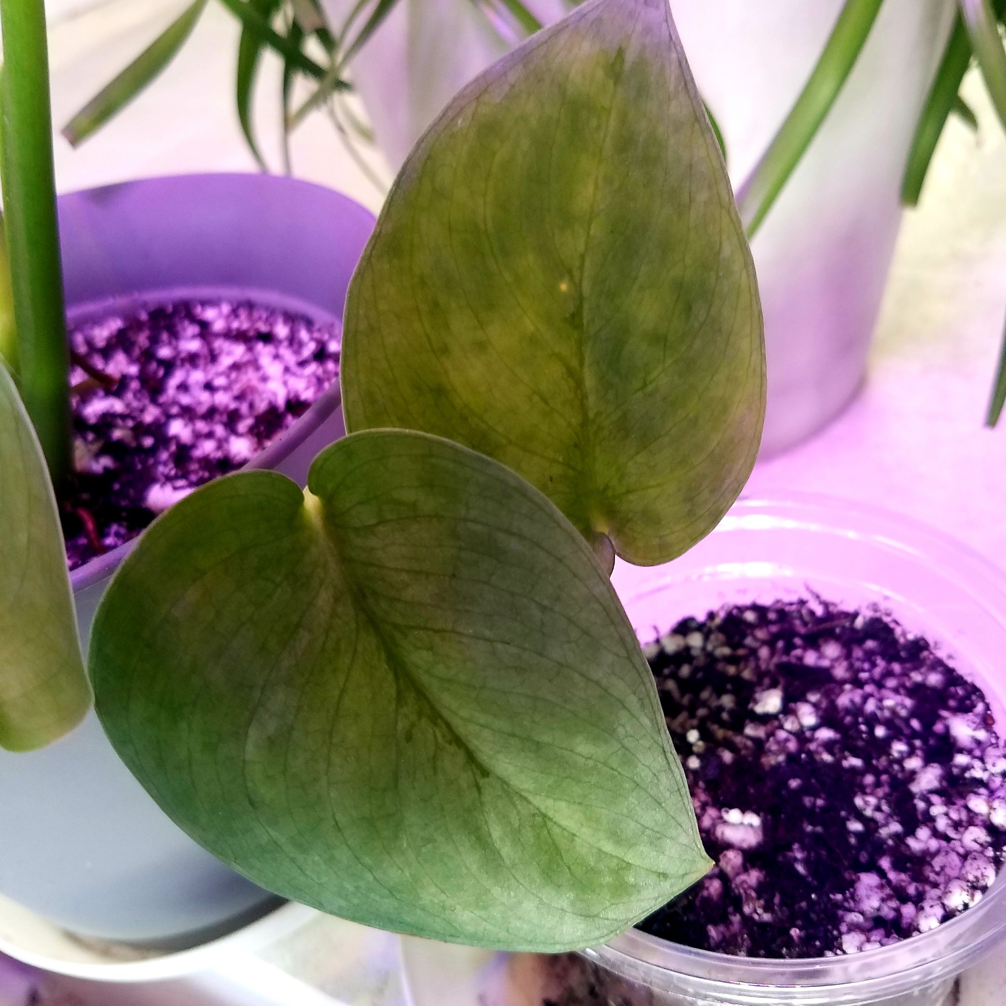 Scindapsus pictus 'Silver Hero' plant with yellowing and browning leaves, soil visible.